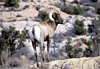 Bighorn Sheep