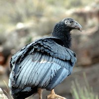 CONDOR 350 FLEDGED AT GRAND CANYON N.P. ON THANKSGIVING DAY 2004, MAKING IT ONLY THE FOURTH CONDOR CHICK TO SUCCESSFULLY FLEDGE IN THE WILD SINCE 1982. CHAD OLSON, NPS.
