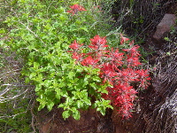 THE BRIGHT RED FLOWERS OF LONG-LEAVED PAINTBRUSH (CASTILLEJA LINARAIEFOLIA) GRACE THE INNER CANYON TRAILS OF GRAND CANYON N.P. NPS PHOTO.