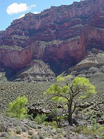 COTTONWOOD TREES GROWING AT BURRO SPRING ON THE TONTO PLATFORM, THE TONTO TRAIL, GRAND CANYON N.P. NPS PHOTO. 
