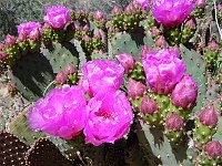 BEAVERTAIL CACTUS BLOOMING ON THE TONTO PLATFORM IN GRAND CANYON N.P. (OPUNTIA BASILARIS ENGELM) NPS PHOTO.