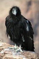 CALIFORNIA CONDOR NEAR THE S RIM VILLAGE, GRAND CANYON N.P. MARK LELLOUCH, NPS.