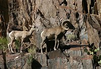 A PAIR OF BIGHORN SHEEP IN THE INNER GORGE OF GRAND CANYON N.P. ABOVE CRYSTAL RAPIDS. MARK LELLOUCH, NPS. 