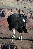 CALIFORNIA CONDOR #23 FINDS A NEW HOME IN THE GRAND CANYON. CHAD OLSON, NPS.